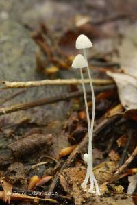 Image of Mycena alphitophora