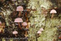 Mycena meliigena image