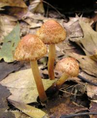 Inocybe subrubescens image