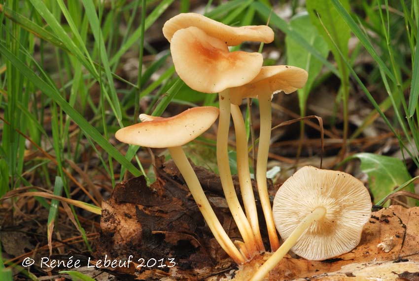 Marasmius image