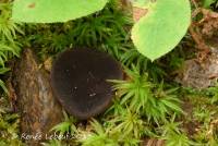 Peziza atrovinosa image