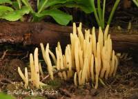 Clavaria amoenoides image