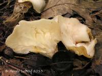 Helvella costifera image