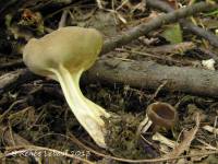 Helvella queletii image