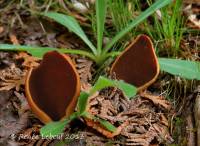 Helvella silvicola image