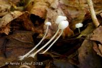 Hemimycena angustispora image