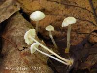 Image of Hemimycena angustispora