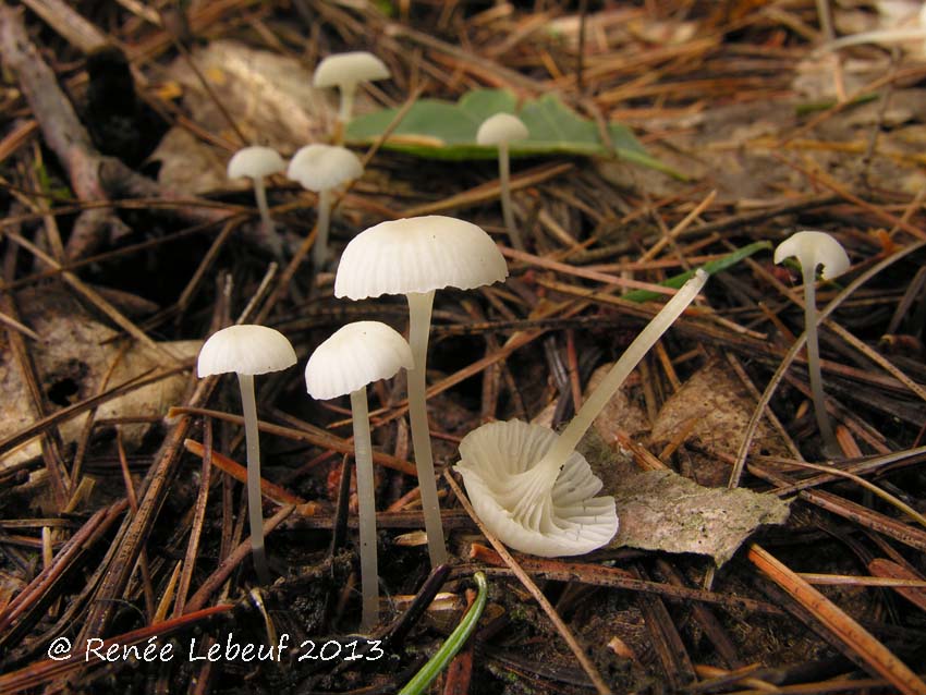 Hemimycena delectabilis image