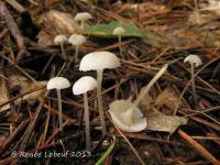 Image of Hemimycena delectabilis