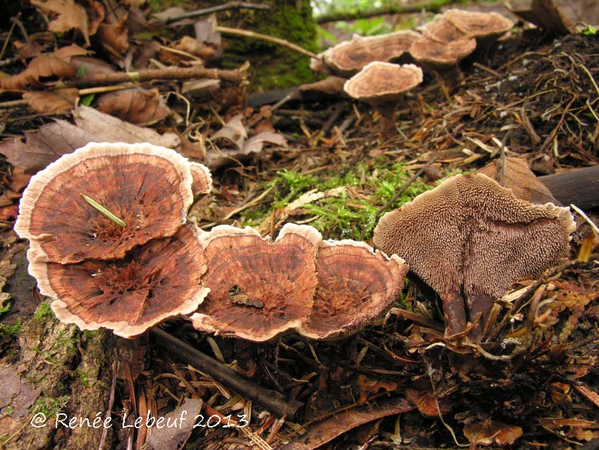 Hydnellum scrobiculatum f. scrobiculatum image