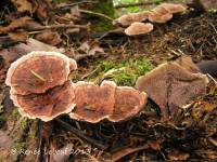 Hydnellum scrobiculatum image