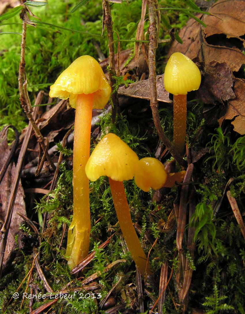 Hygrocybe acutoconica var. microspora image