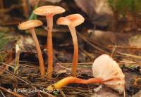 Hygrocybe laeta var. laeta image