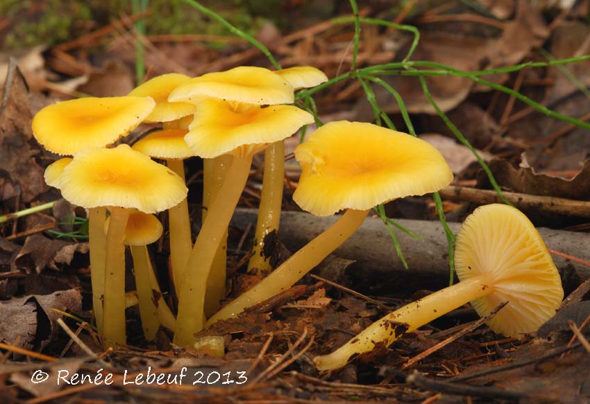 Hygrocybe laeta var. flava image