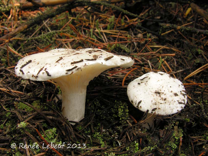 Hygrophorus ponderatus image