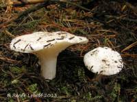 Image of Hygrophorus ponderatus