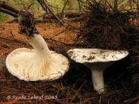 Hygrophorus ponderatus image