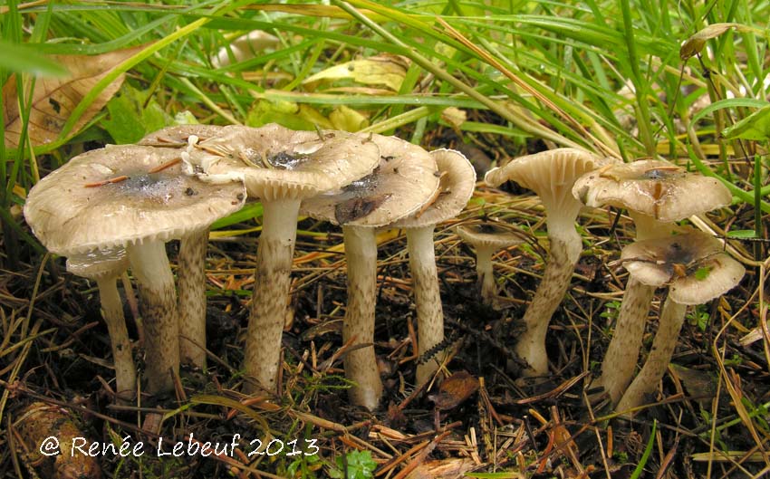 Hygrophorus canadensis image