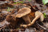 Inocybe stellatospora image