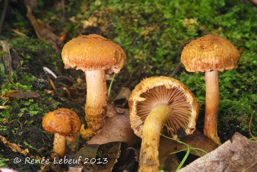 Inocybe subochracea image