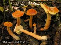 Lactarius duplicatus image