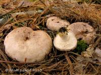 Lactarius midlandensis image