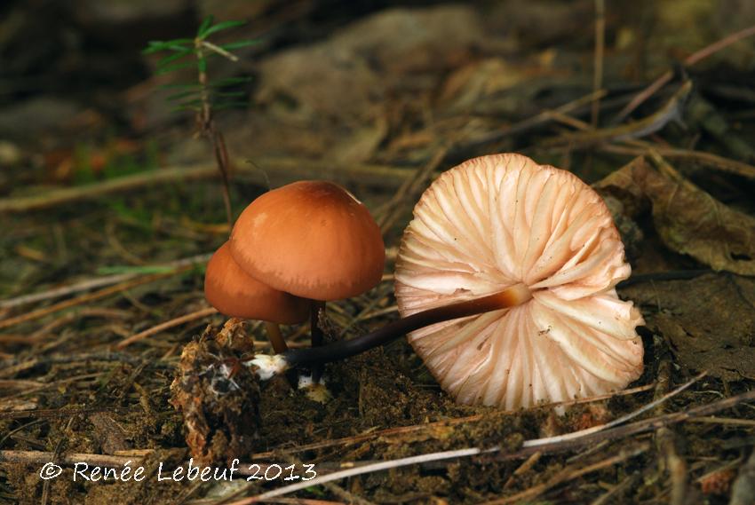 Marasmius cohaerens var. cohaerens image