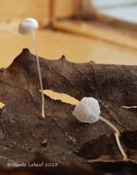 Image of Mycena albidula