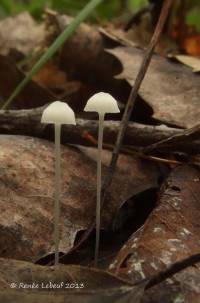 Mycena albidula image