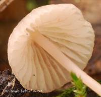 Mycena capillaripes image