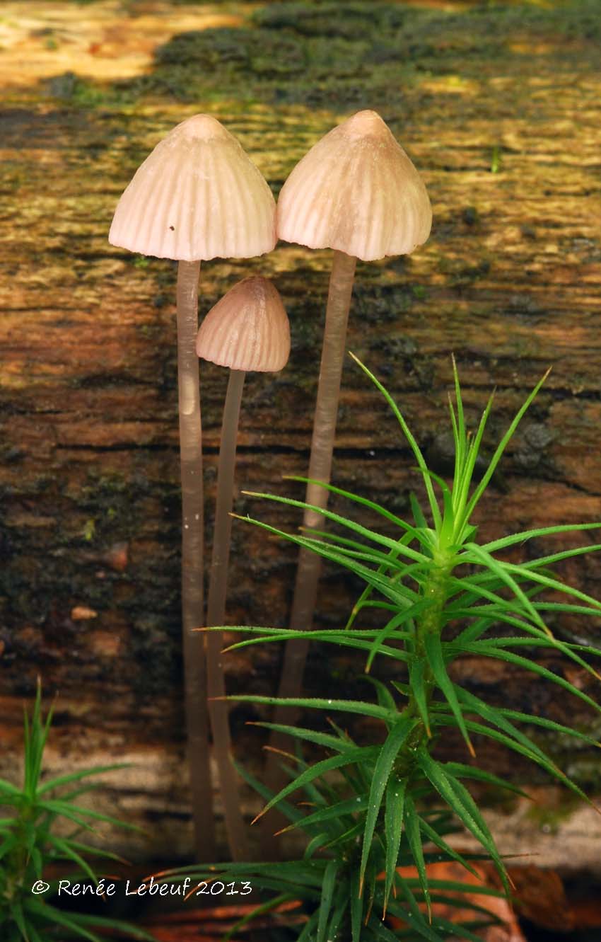 Mycena capillaripes image