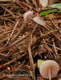 Mycena capillaripes image