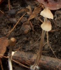 Mycena inclinata image