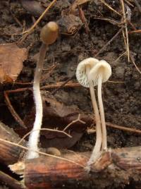 Mycena inclinata var. inclinata image