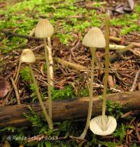 Mycena citrinomarginata image