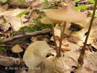 Mycena galericulata image