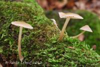 Mycena galericulata image