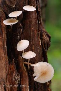 Mycena galericulata image