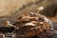 Mycena galericulata image