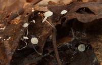 Mycena mucor image