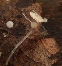 Mycena mucor image