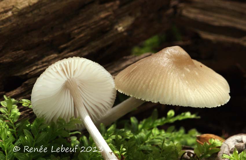 Mycena niveipes image