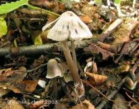 Mycena robusta image