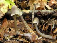 Mycena robusta image