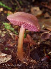 Mycena rutilantiformis image