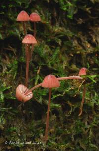 Mycena sanguinolenta image