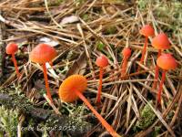 Mycena strobilinoidea image