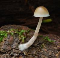 Mycena subcaerulea image