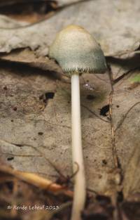 Mycena subcaerulea image