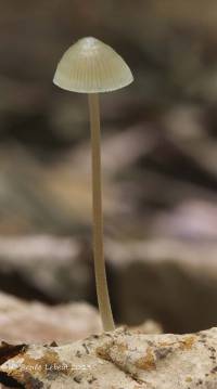 Mycena subcaerulea image